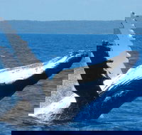 Mooloolaba Whale Watching Tour - Getaway Accommodation