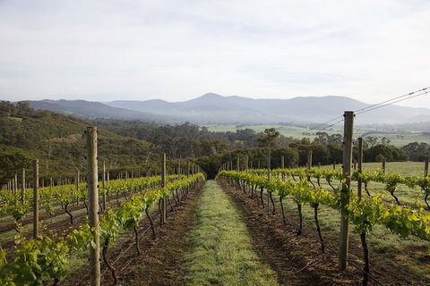 Yarra Valley 2-6 Guests Premium Food And Wine Inc Lunch At Dominique Portet - Getaway Accommodation 1