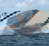 Byron Bay Whale Watching Cruise - Getaway Accommodation