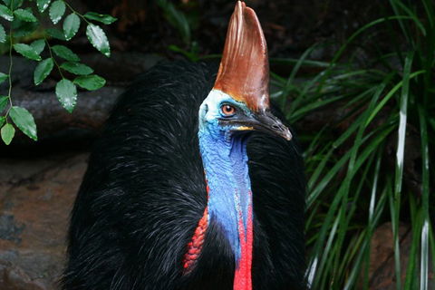 Cape Tribulation, Daintree Rainforest And Wildlife Tour - Getaway Accommodation 5