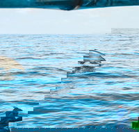 Cruise with Dolphins in Byron Bay - Getaway Accommodation