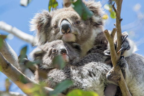 3-Day Adelaide To Melbourne Overland Trip Through Grampians And Great Ocean Road - Getaway Accommodation 3