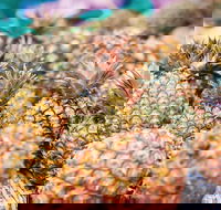 Sunshine Coast Eumundi Markets Return Minibus Transfer - Getaway Accommodation