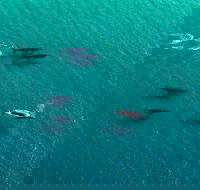 40-45 Minute Port Stephens and Stockton Beach Helicopter Flight - For 2 - Getaway Accommodation