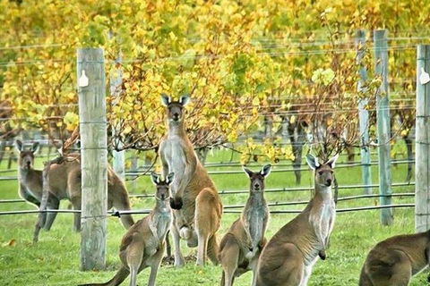 Margaret River Indulge And Discover Day Tour - Getaway Accommodation 0