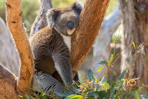 Mount Lofty Hike And Cleland Wildlife Park Day Trip From Adelaide - Getaway Accommodation 2
