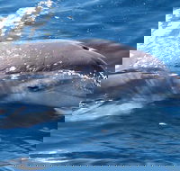 Jervis Bay Dolphin Watch Cruise - Getaway Accommodation