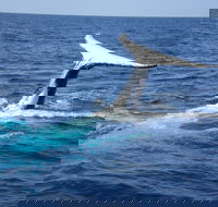 Whale Watching Jervis Bay - Getaway Accommodation