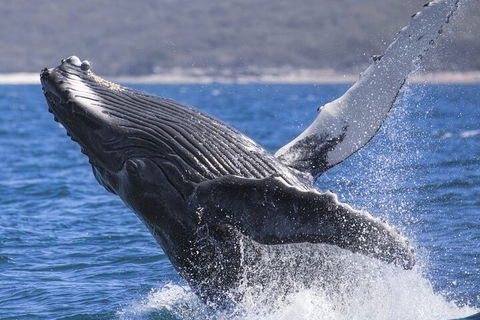 Whale Watching Jervis Bay - Getaway Accommodation 2