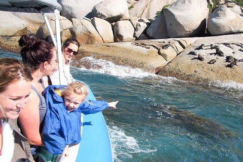 Seal Island Boat Tour From Victor Harbor - Getaway Accommodation 4