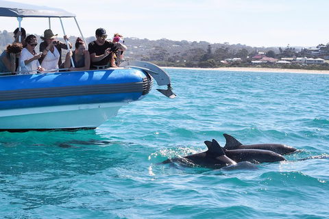Seal Island Boat Tour From Victor Harbor - Getaway Accommodation 5