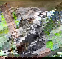 Cairns ZOOM and Wildlife Dome