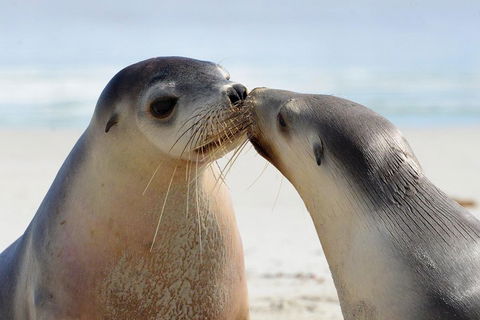 2 Day Ultimate Kangaroo Island With Return Ferry - Getaway Accommodation 2