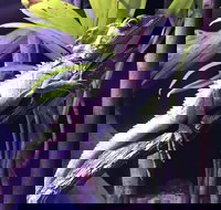 Cairns Aquarium Admission Ticket