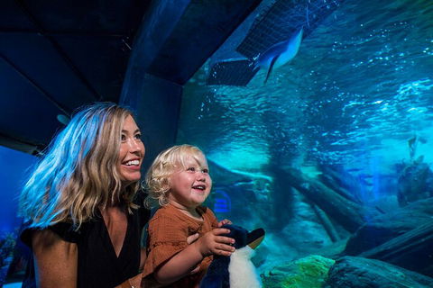 SEA LIFE Sunshine Coast Aquarium Entrance Ticket - Getaway Accommodation 0