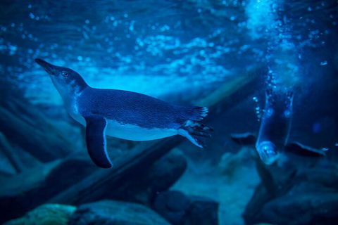 SEA LIFE Sunshine Coast Aquarium Entrance Ticket - Getaway Accommodation 1