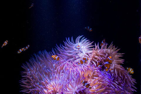 SEA LIFE Sunshine Coast Aquarium Entrance Ticket - Getaway Accommodation 4