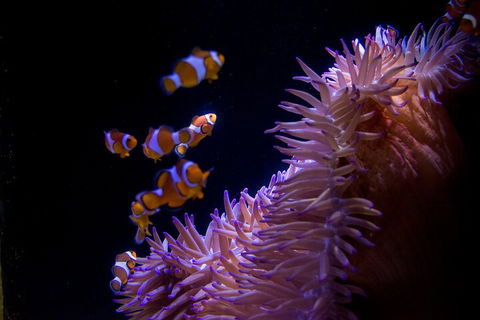 SEA LIFE Sunshine Coast Aquarium Entrance Ticket - Getaway Accommodation 5
