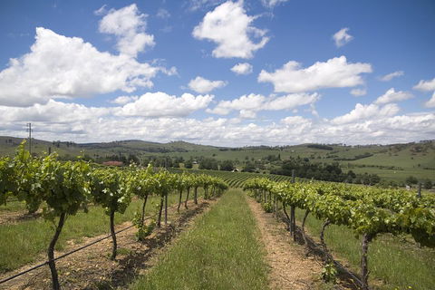 Hunter Valley Wine Tour From Sydney Incl Lunch, Cheese, Chocolate And Distillery - Getaway Accommodation 0