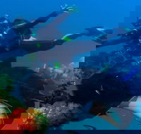 Scuba Dive the S.S. Yongala Wreck on the Great Barrier Reef. - Getaway Accommodation