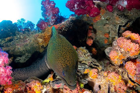 Scuba Dive The S.S. Yongala Wreck On The Great Barrier Reef. - Getaway Accommodation 1