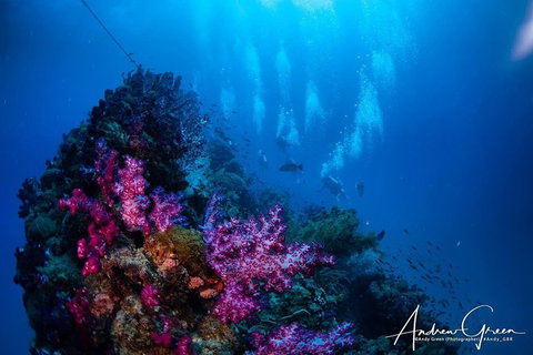 Scuba Dive The S.S. Yongala Wreck On The Great Barrier Reef. - Getaway Accommodation 2