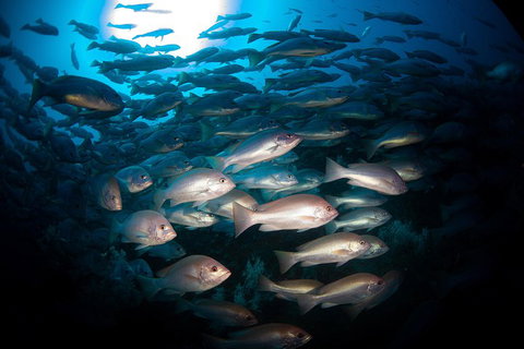 Scuba Dive The S.S. Yongala Wreck On The Great Barrier Reef. - Getaway Accommodation 4