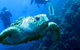 Scuba Dive The S.S. Yongala Wreck On The Great Barrier Reef. - thumb 5