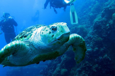 Scuba Dive The S.S. Yongala Wreck On The Great Barrier Reef. - Getaway Accommodation 5